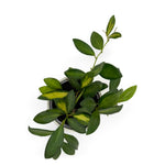 leafjoy Hoya Endless Cascades Sea Stones 9cm in a gray ceramic, top view