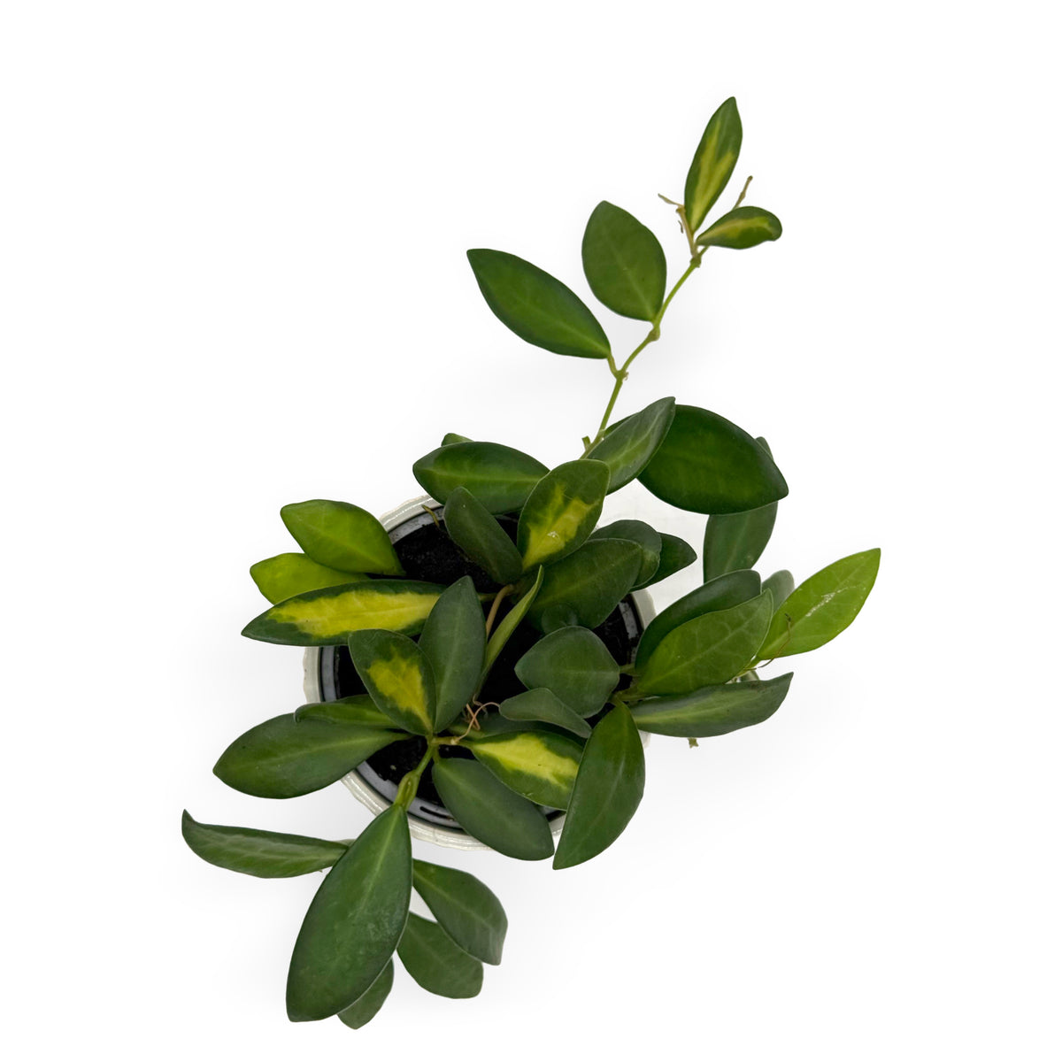 leafjoy Hoya Endless Cascades Sea Stones 9cm in a gray ceramic, top view