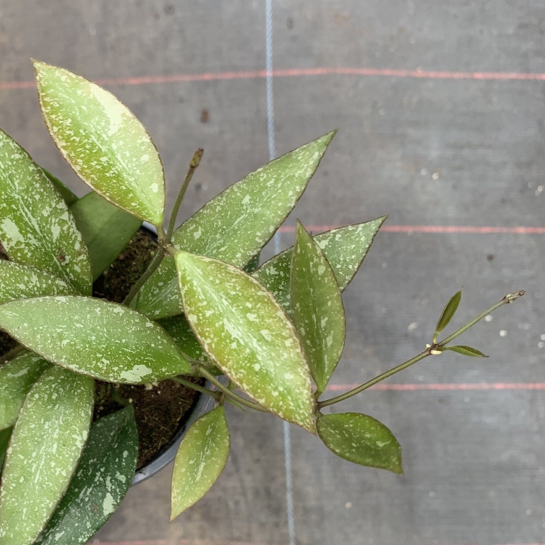 Endless Cascades® Rosita Splash, 9cm