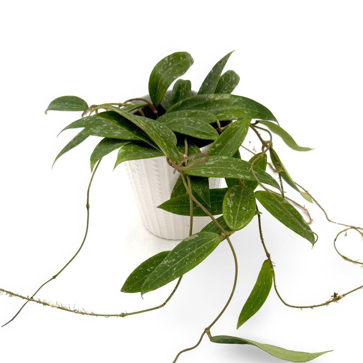 leafjoy Hoya sp Loei 12cm in a white ceramic, angled view