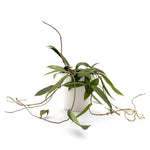 leafjoy Hoya sp Loei 12cm in a white ceramic, side view