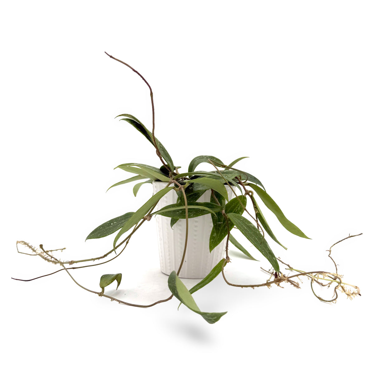 leafjoy Hoya sp Loei 12cm in a white ceramic, side view