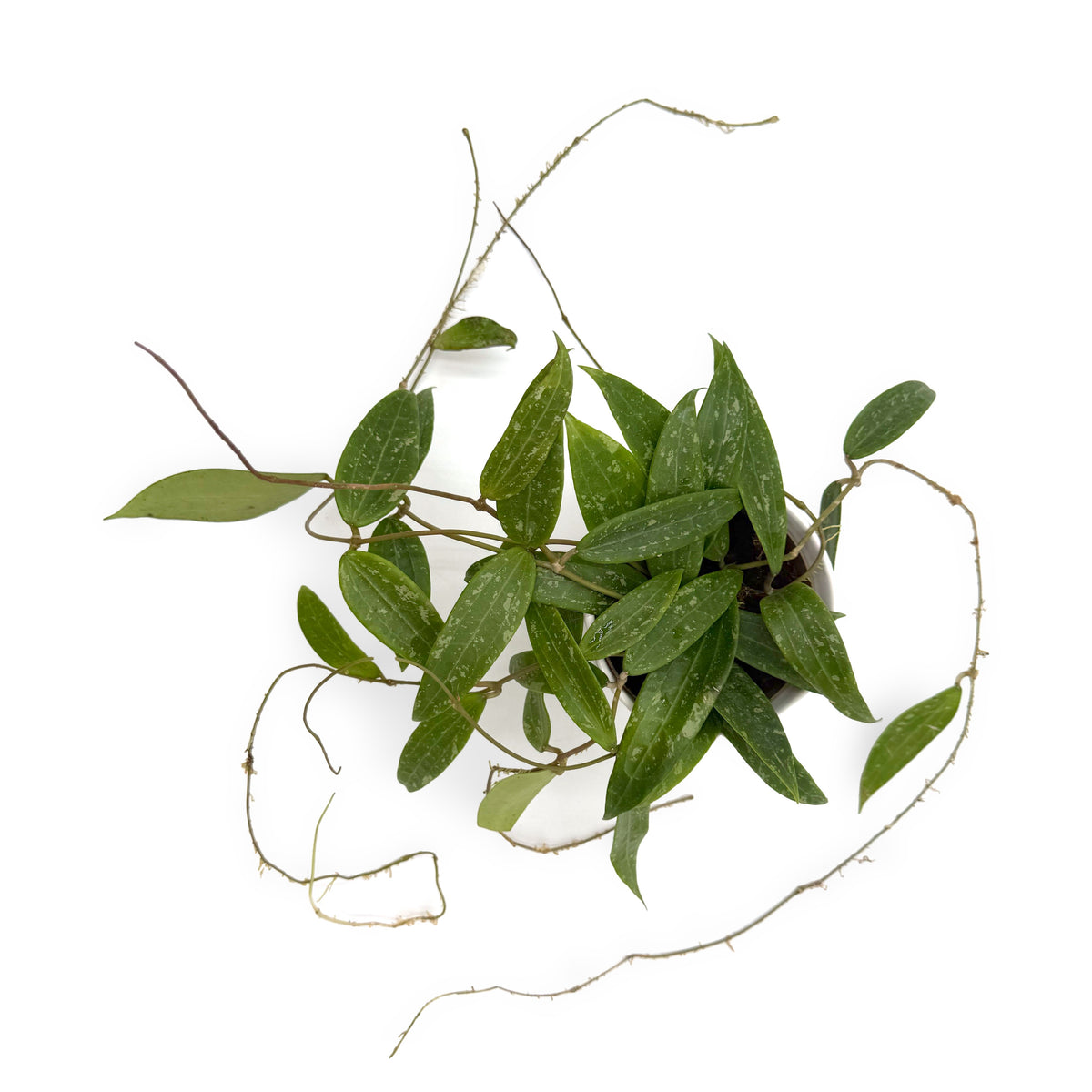 leafjoy Hoya sp Loei 12cm in a white ceramic, top view