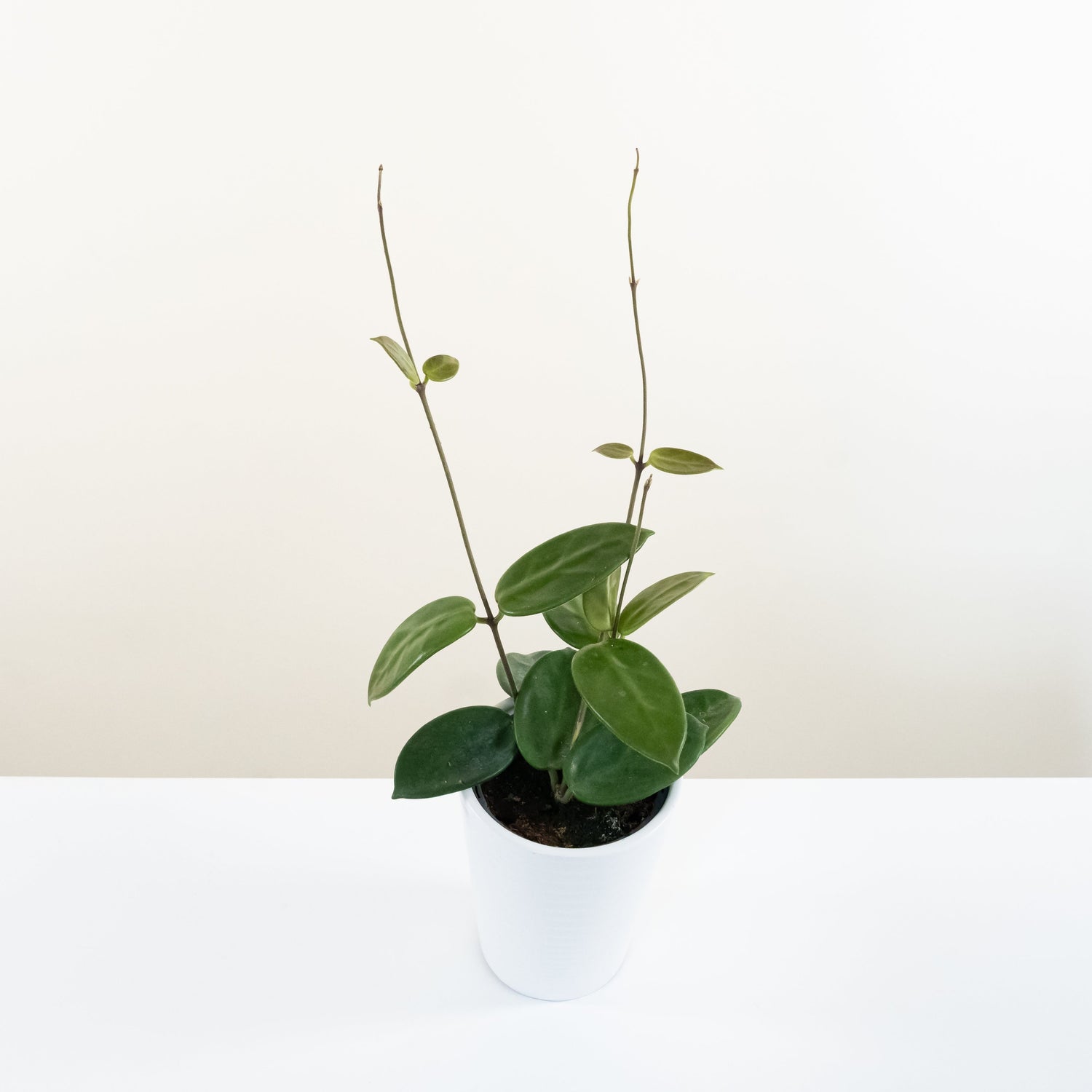 Endless Cascades® Vangviengiensis™