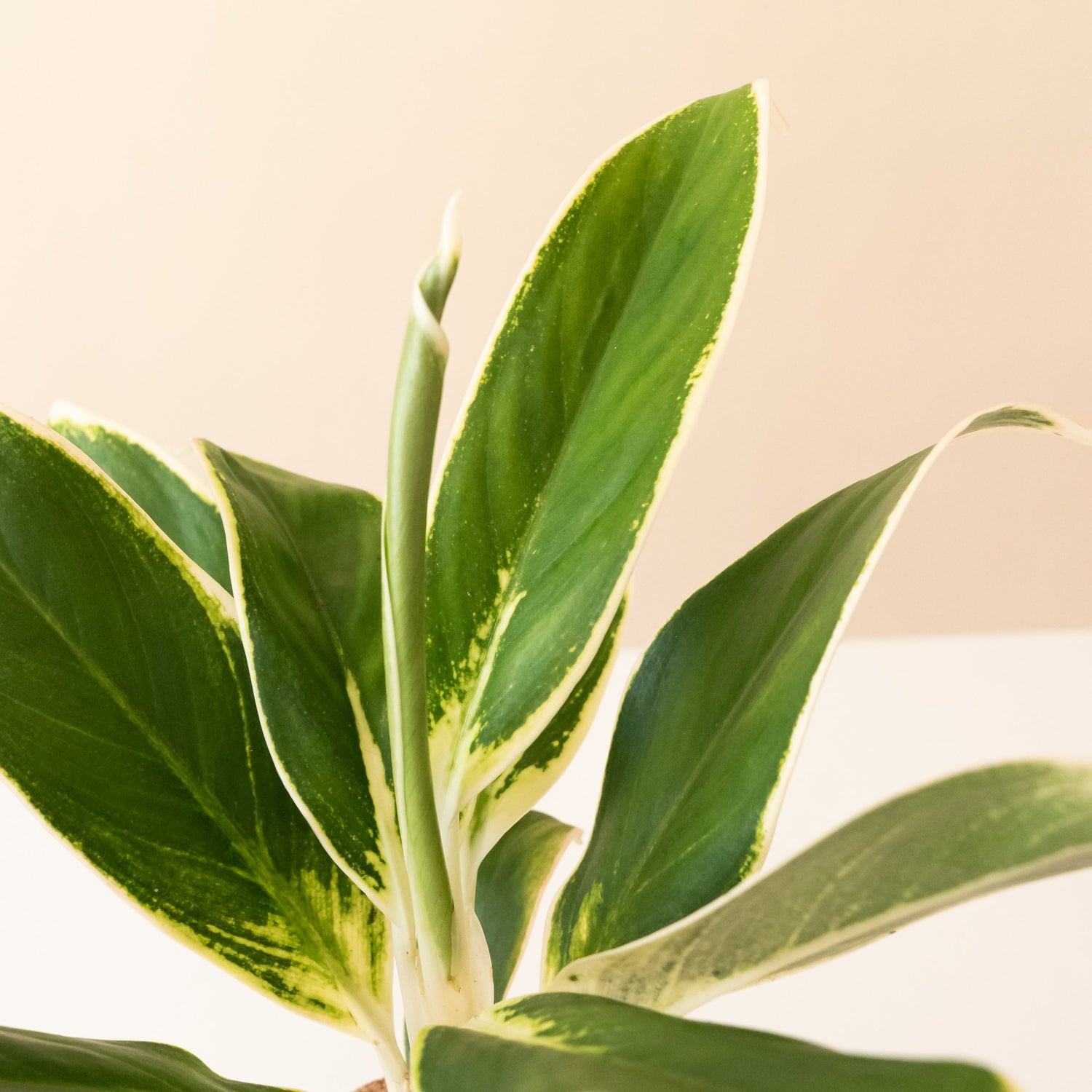 Ivory Frost™ houseplant with textured white and green leaves in a pot
