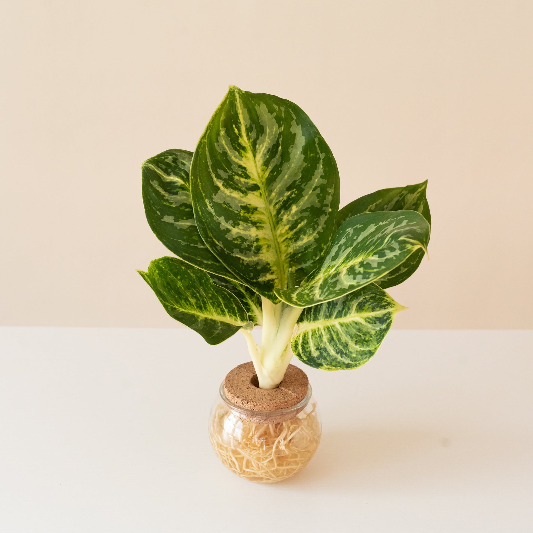 igneous sandstone spring plant with textured leaves in pot