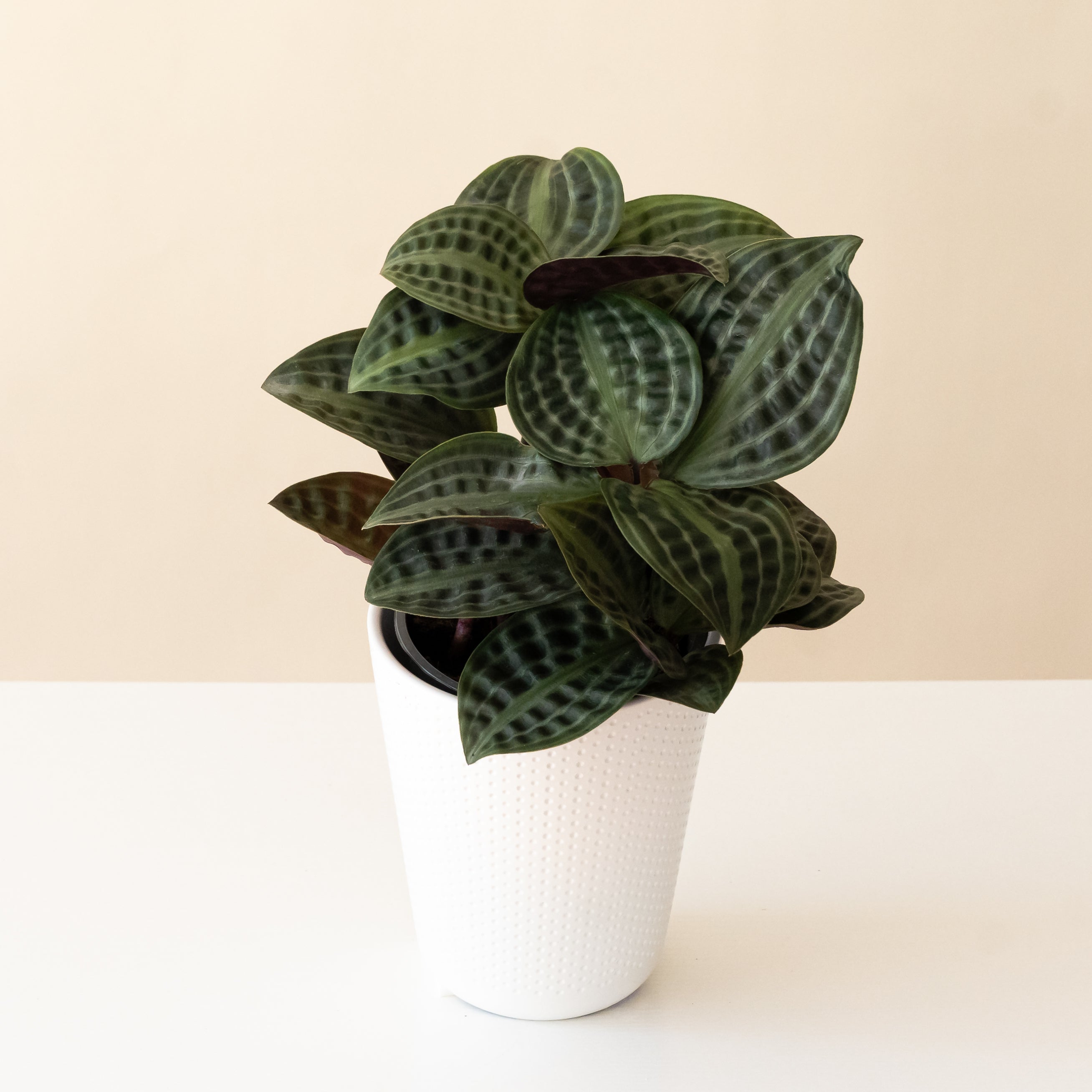Rare Plants – leafjoy®