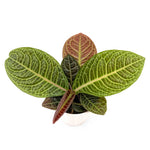 leafjoy Labisia Zebra 12cm in a white ceramic, angled view