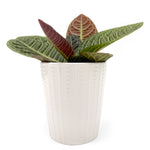 leafjoy Labisia Zebra 12cm in a white ceramic, side view