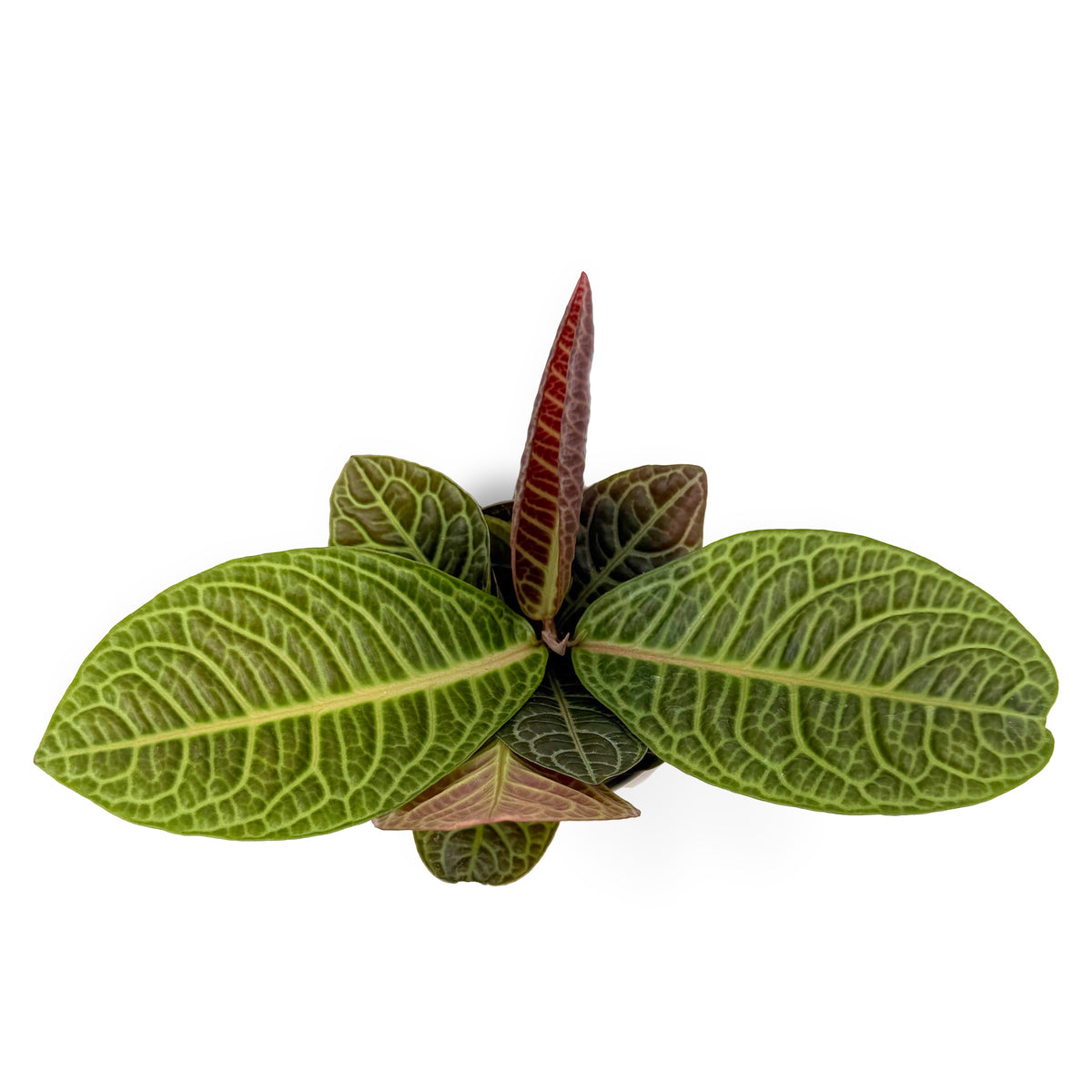 leafjoy Labisia Zebra 12cm in a white ceramic, top view