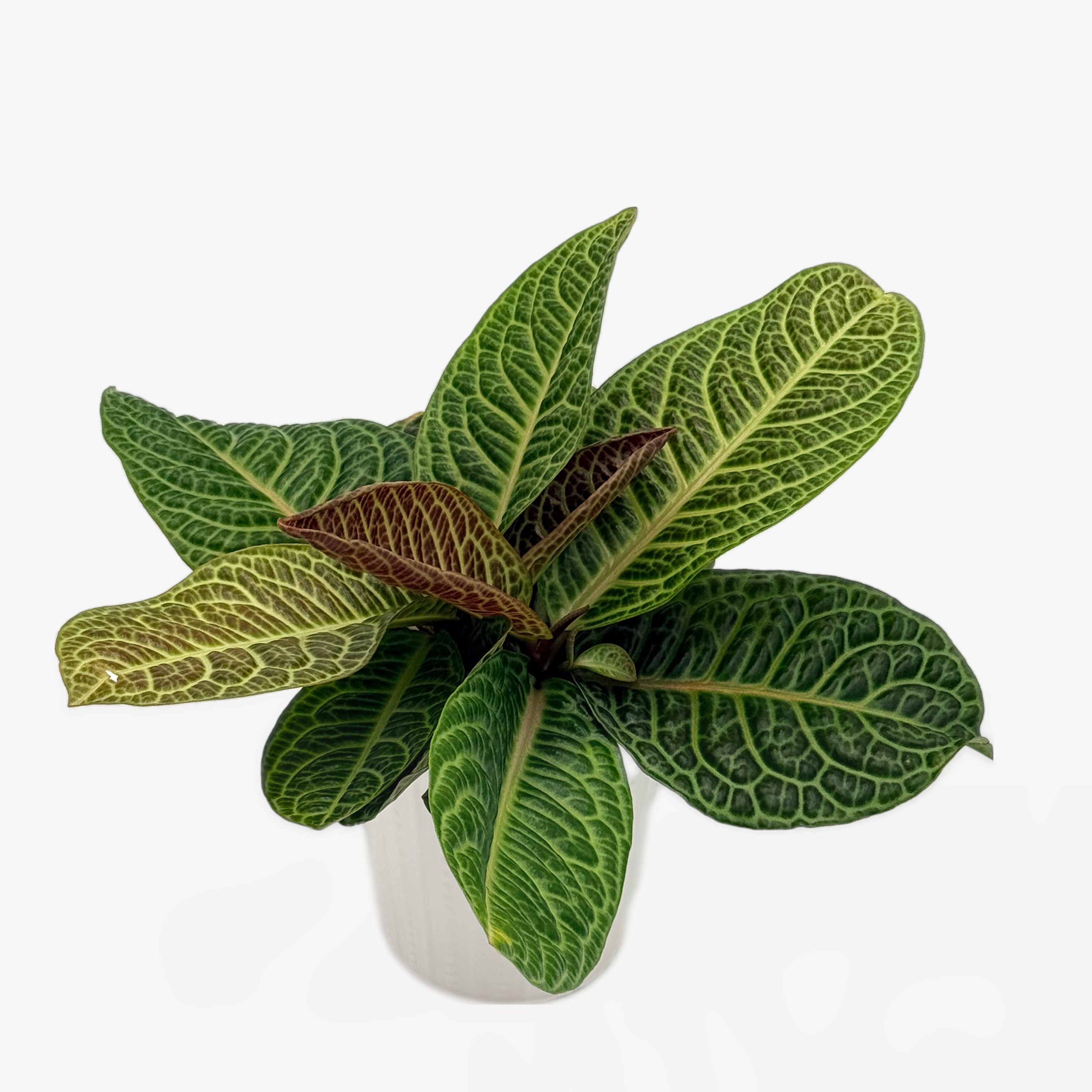 Dark Green Leaves – leafjoy®