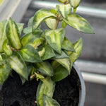 Endless Cascades® Lacunosa Tricolor, 9cm