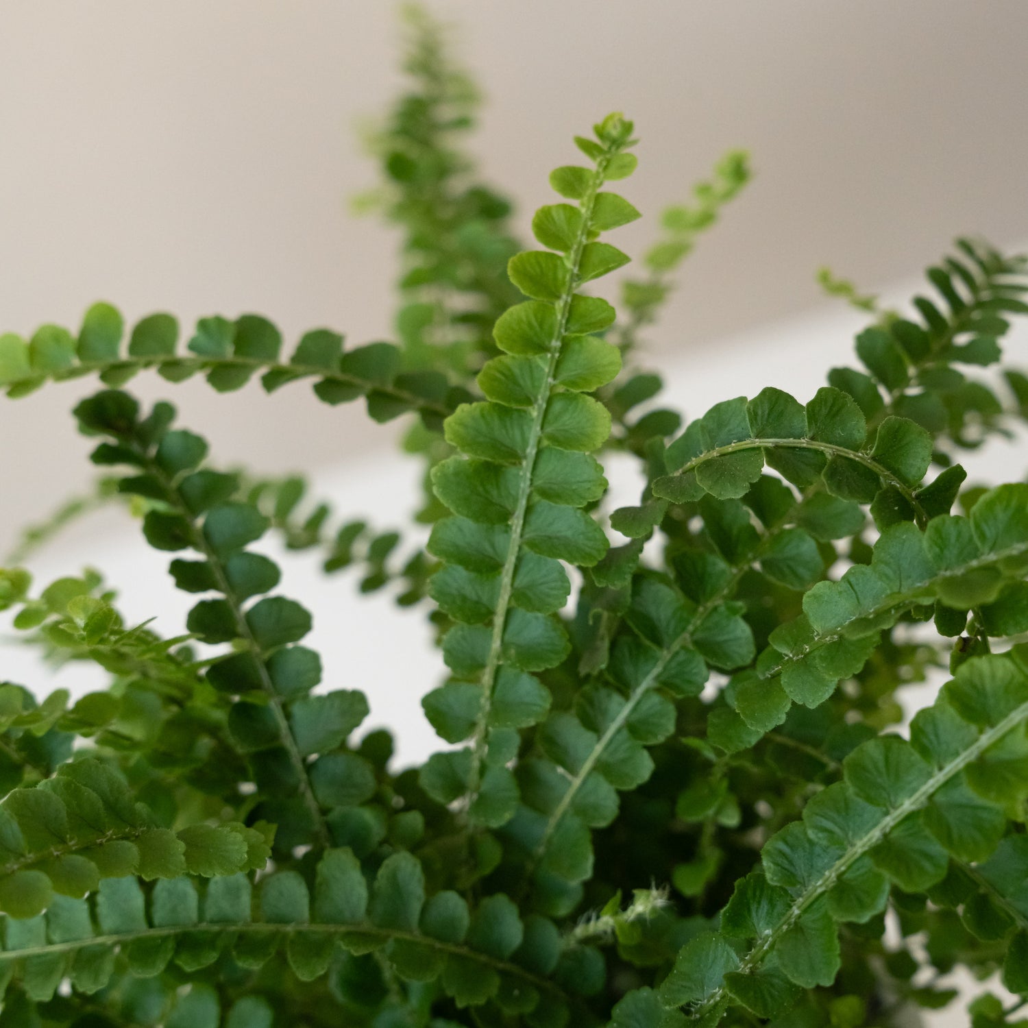 Living Lace® Cute as a Button™