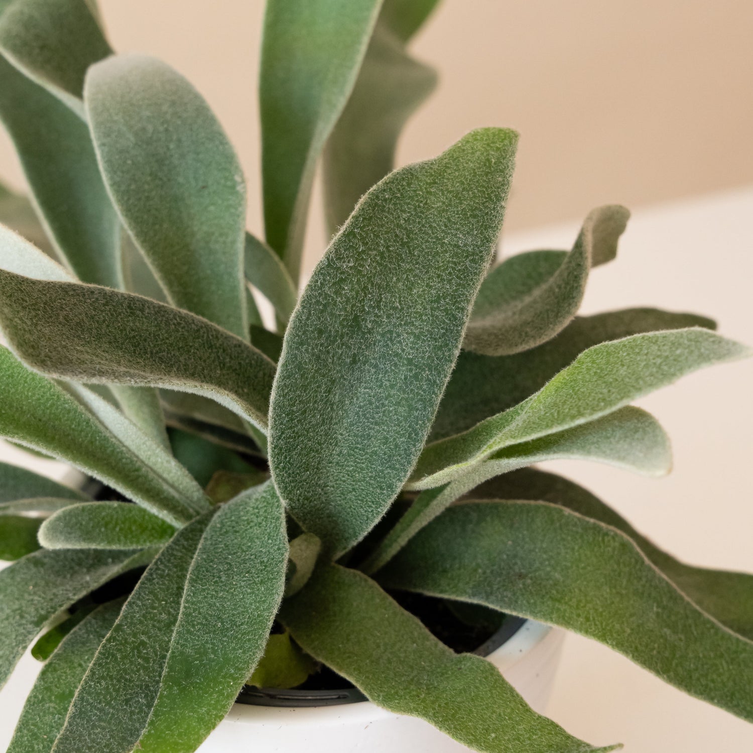 Living Lace® Ribbon Dance™