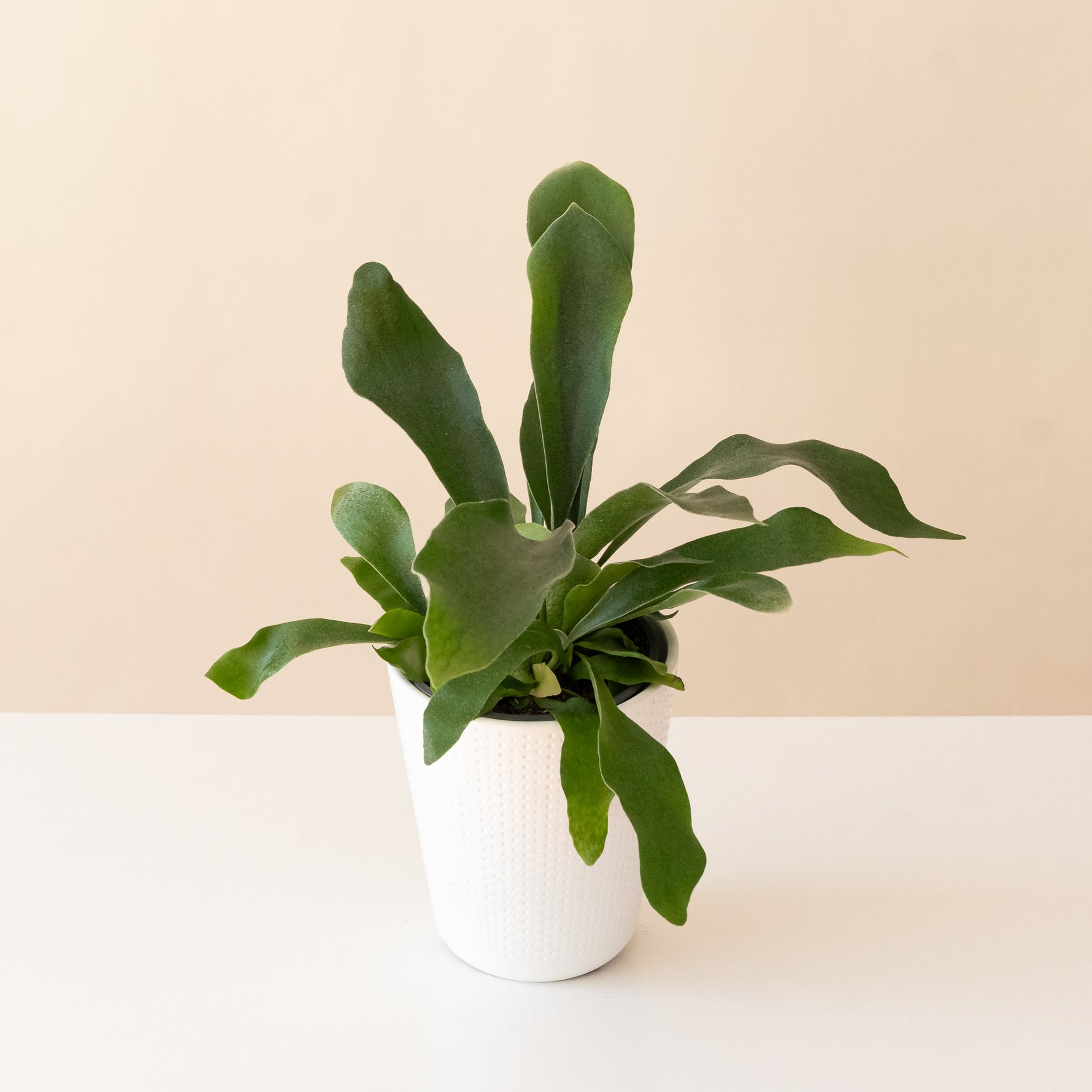 sword plant indoor Living Lace® Sword Dance™