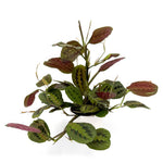 leafjoy Maranta Siesta Kiwi Splash 12cm in a white ceramic, angled view