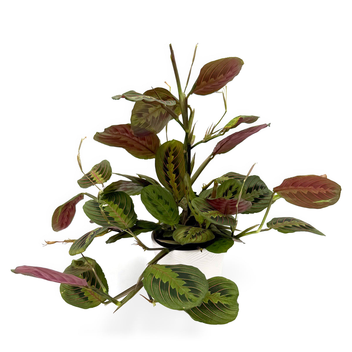 leafjoy Maranta Siesta Kiwi Splash 12cm in a white ceramic, angled view