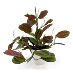 leafjoy Maranta Siesta Kiwi Splash 12cm in a white ceramic, side view
