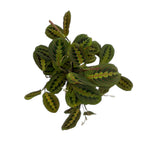 leafjoy Maranta Siesta Kiwi Splash 12cm in a white ceramic, top view
