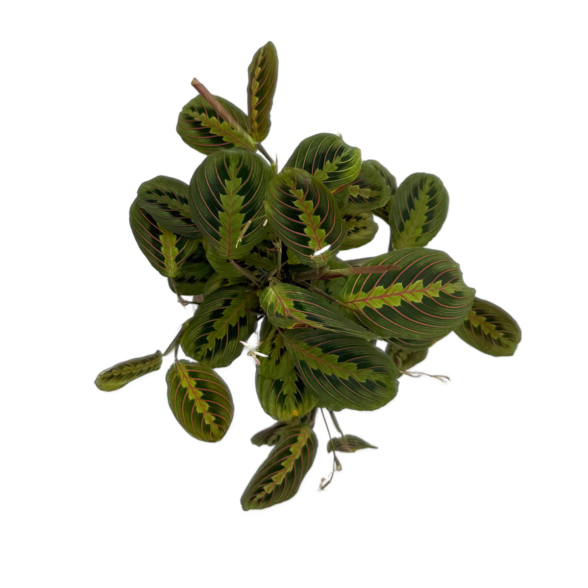 leafjoy Maranta Siesta Kiwi Splash 12cm in a white ceramic, top view