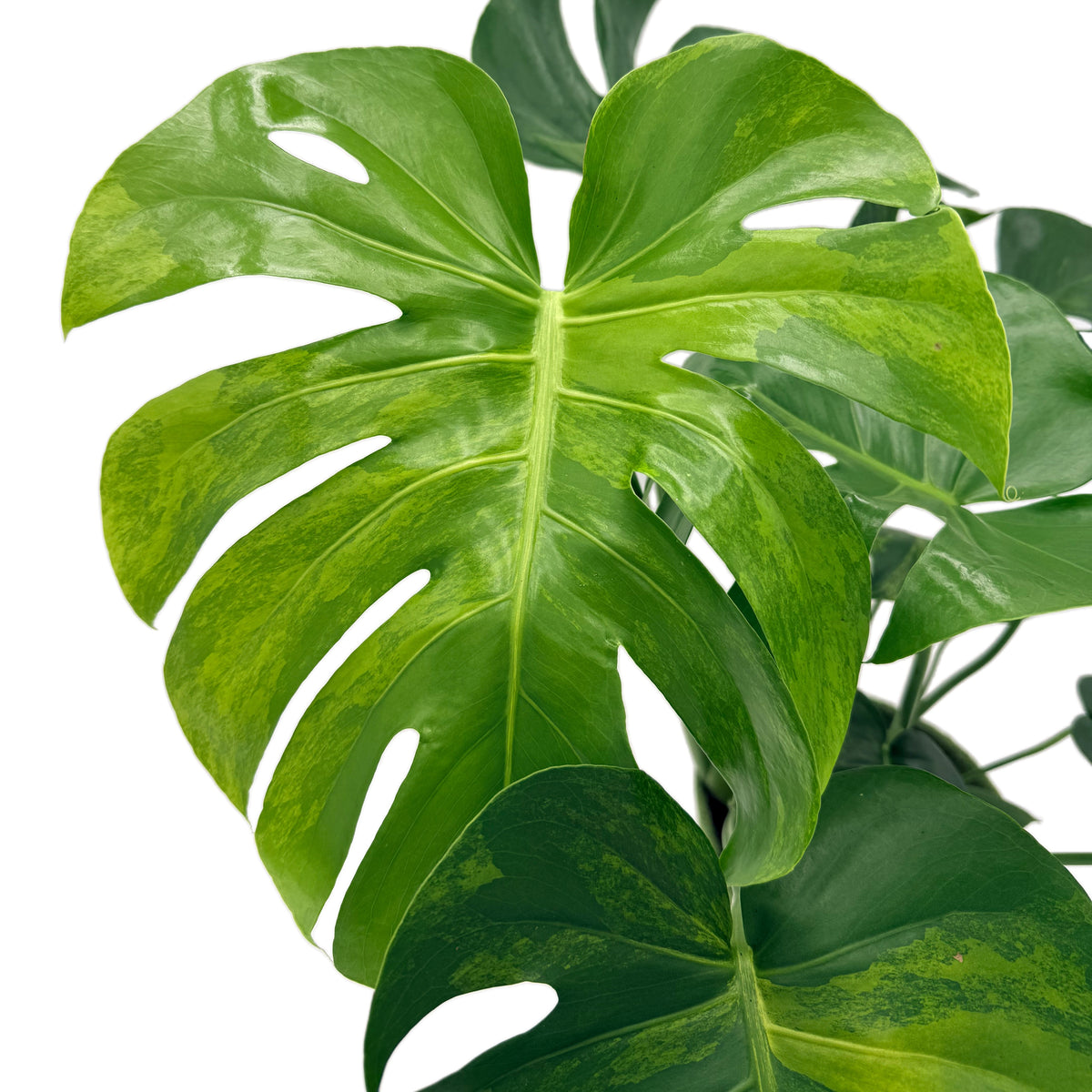 leafjoy Monstera deliciosa Aurea, One of a Kind 17cm in a natural fiber, close-up of the foliage