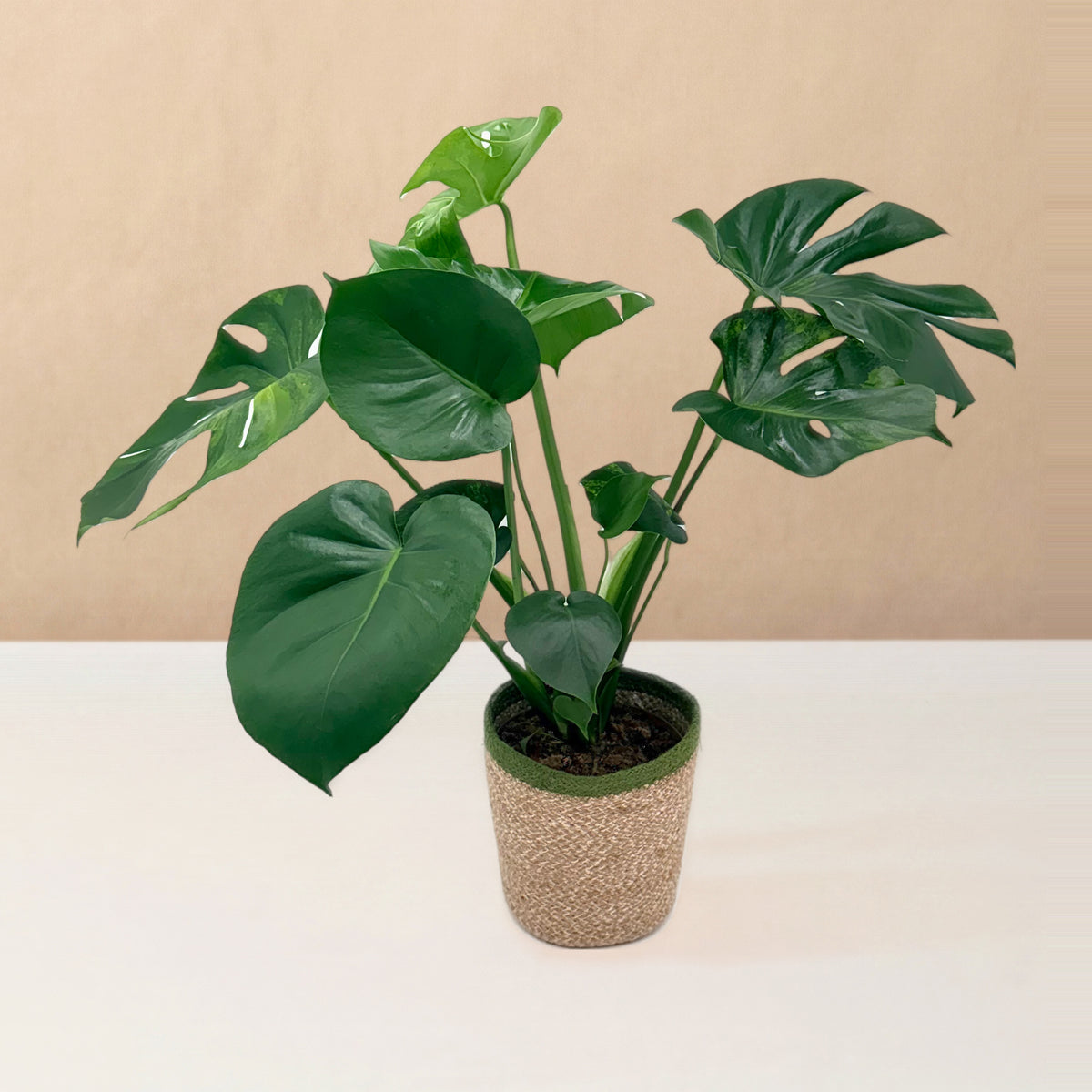 leafjoy Monstera deliciosa Aurea, One of a Kind 17cm in a natural fiber, side view