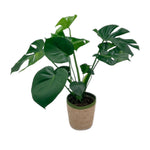 leafjoy Monstera deliciosa Aurea, One of a Kind 17cm in a natural fiber, side view