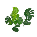 leafjoy Monstera deliciosa Aurea, One of a Kind 17cm in a natural fiber, top view