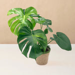 leafjoy Monstera deliciosa Aurea, One of a Kind 17cm in a natural fiber, angled view
