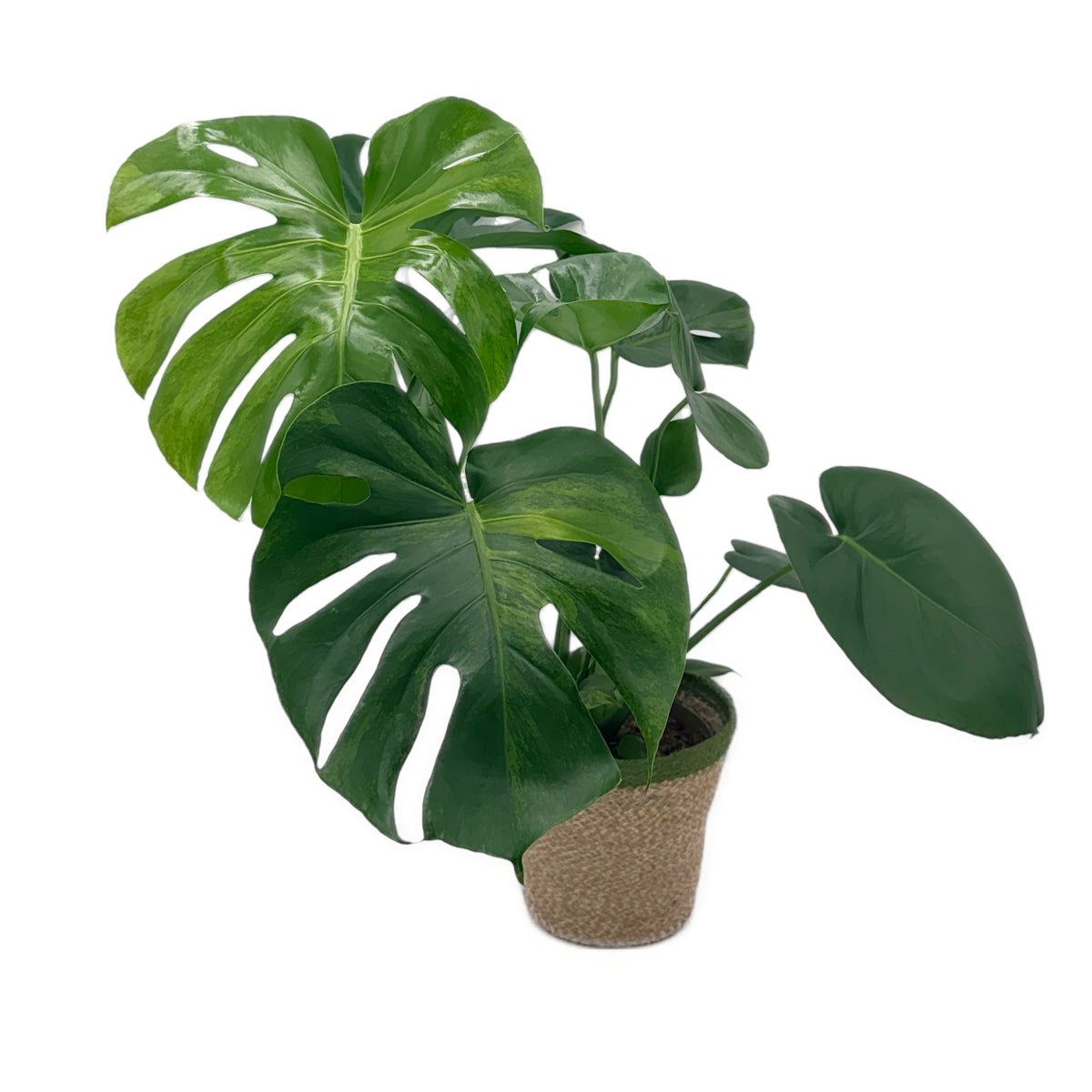 leafjoy Monstera deliciosa Aurea, One of a Kind 17cm in a natural fiber, angled view