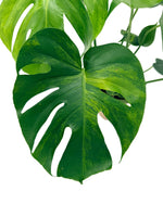 leafjoy Monstera deliciosa Aurea, One of a Kind 17cm in a natural fiber, close-up of the foliage