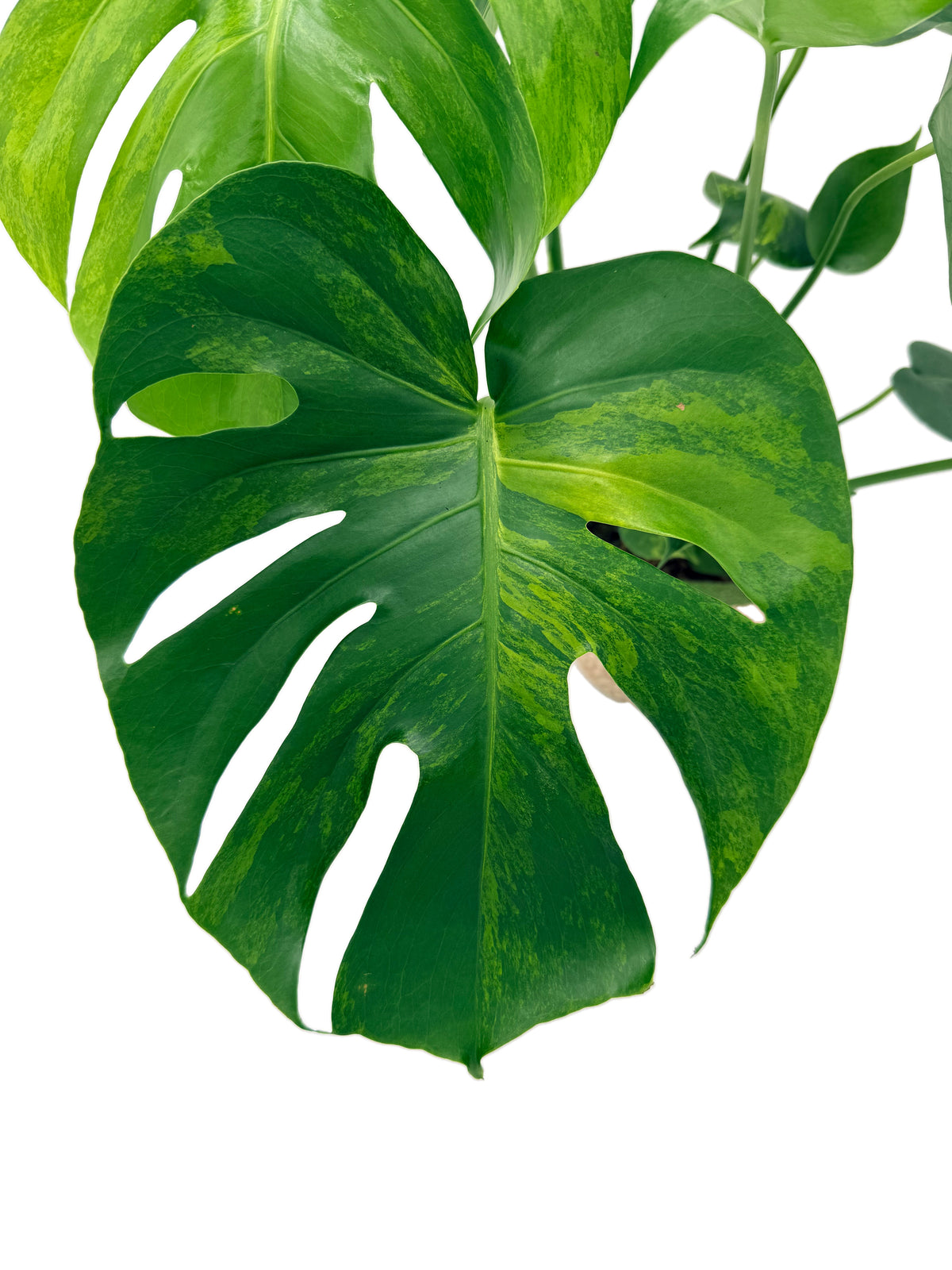 leafjoy Monstera deliciosa Aurea, One of a Kind 17cm in a natural fiber, close-up of the foliage