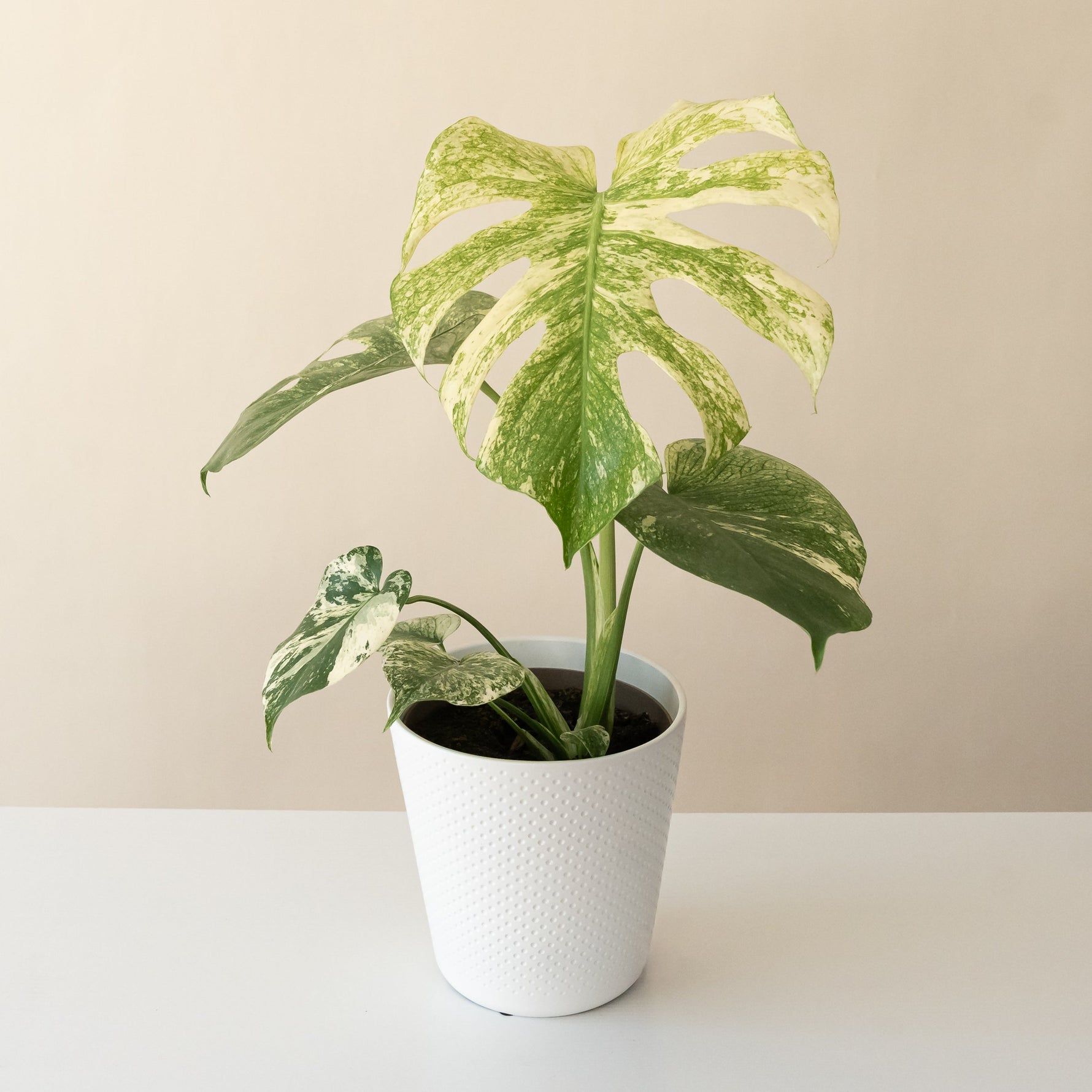 monstera thai mint Mysteria® Mint