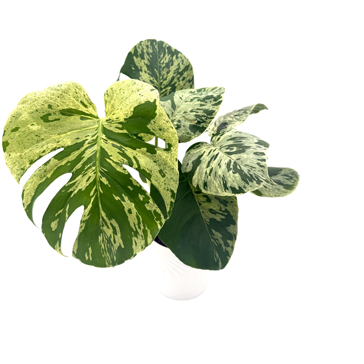 leafjoy Monstera Mysteria Vietciosa 17cm in a white ceramic, angled view