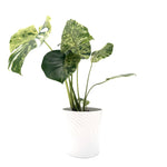 leafjoy Monstera Mysteria Vietciosa 17cm in a white ceramic, side view