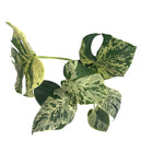 leafjoy Monstera Mysteria Vietciosa 17cm in a white ceramic, top view