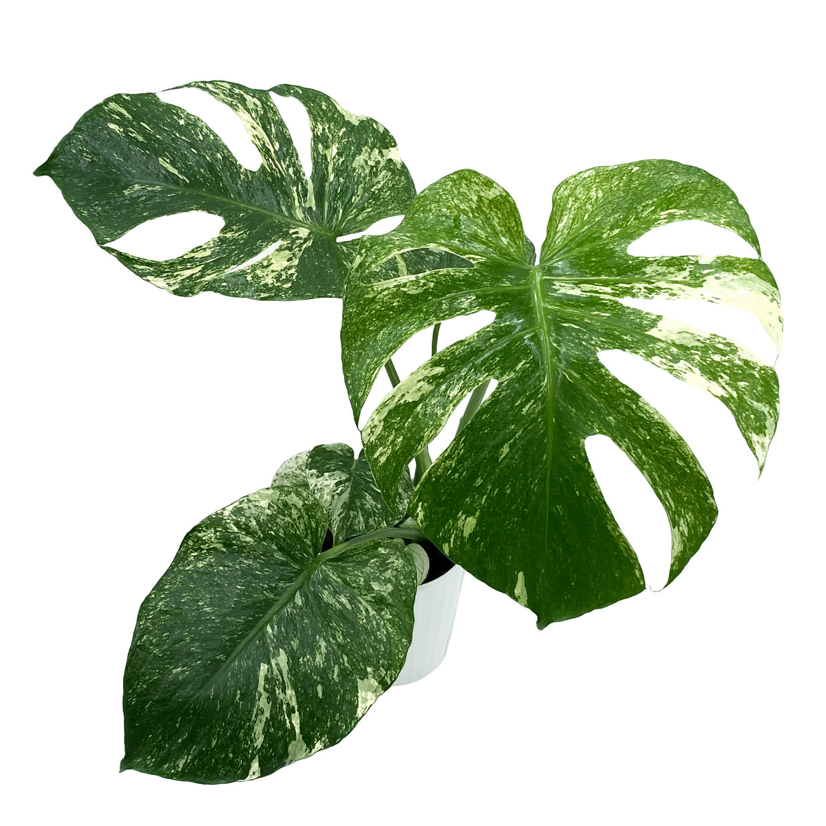 leafjoy Monstera Mysteria White Monster 12cm in a white ceramic, angled view