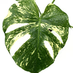 leafjoy Monstera Mysteria White Monster 12cm in a white ceramic, close-up of the foliage