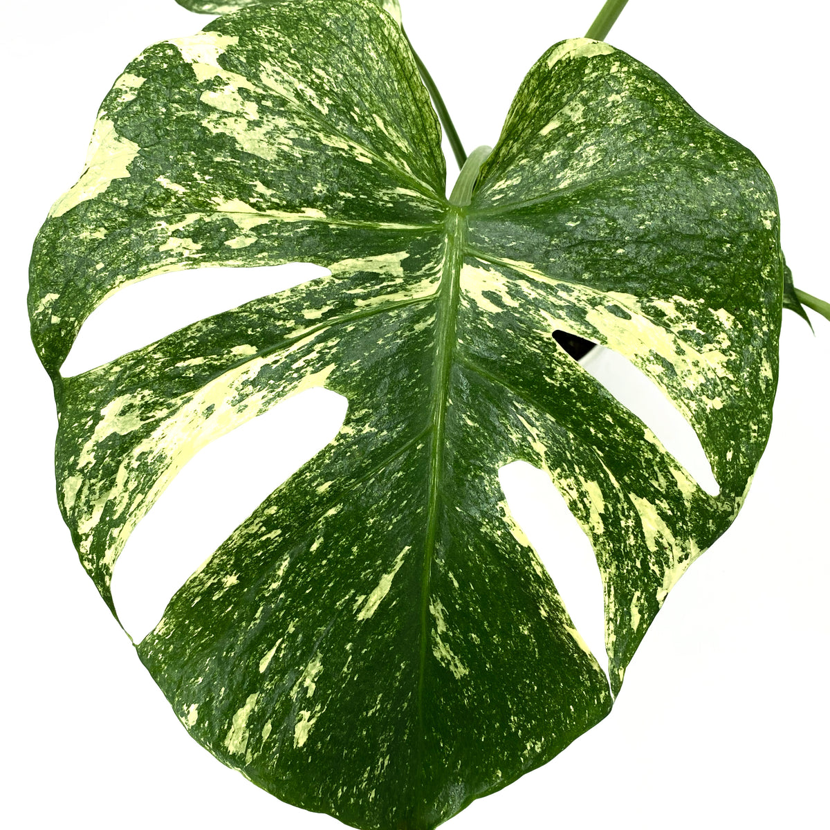 leafjoy Monstera Mysteria White Monster 12cm in a white ceramic, close-up of the foliage