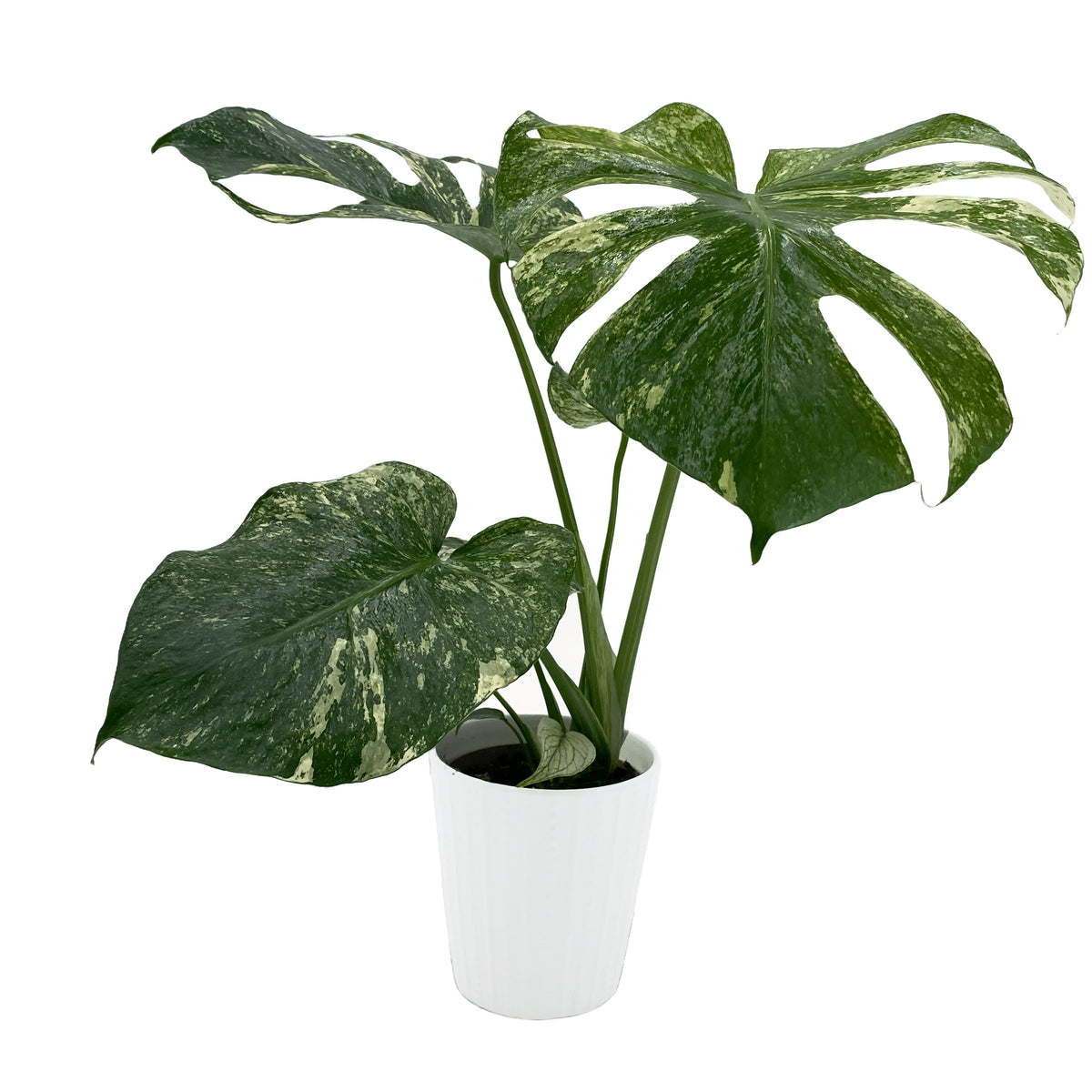 leafjoy Monstera Mysteria White Monster 12cm in a white ceramic, side view