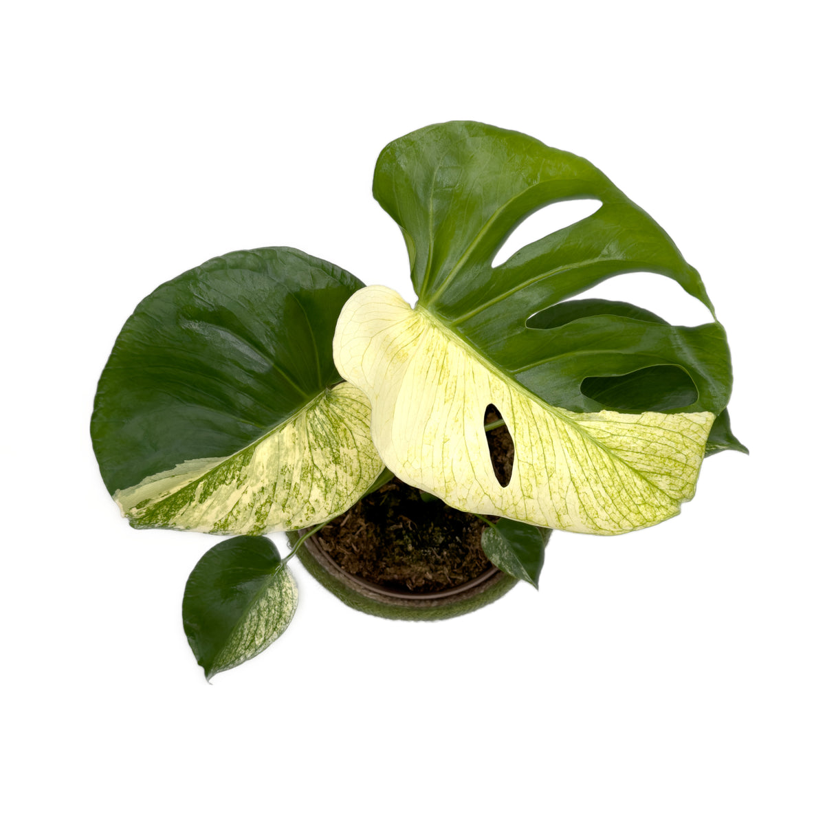 leafjoy Monstera deliciosa Sphinx Mint 17cm in a natural fiber, top view