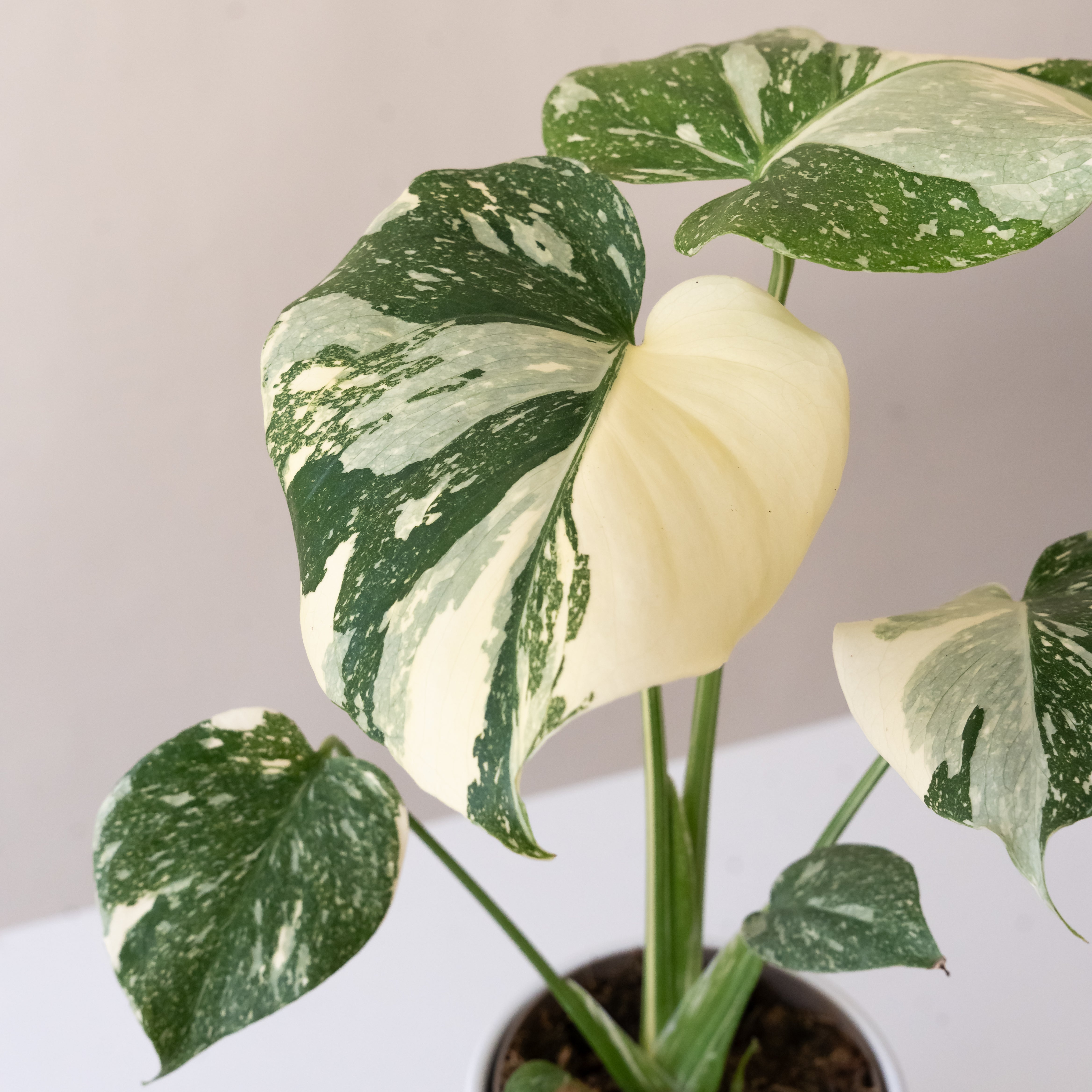 【rei】アリシアスタン　Mavis White Daun Ornamen ALEXIA STAM - 【rei様専用】アリシアスタン Mavis White Daun Ornamen