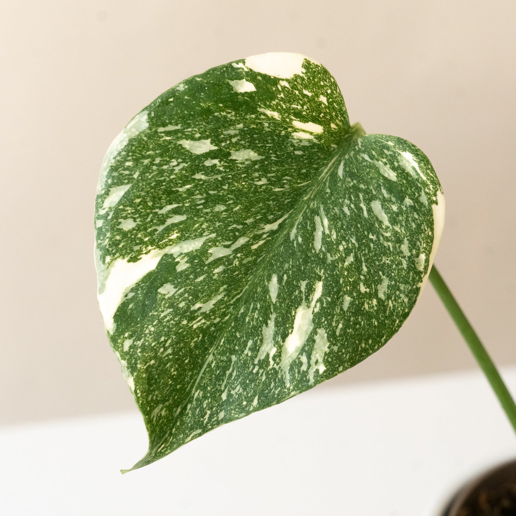 monstera spotsylvania Mysteria® Spotsylvania™