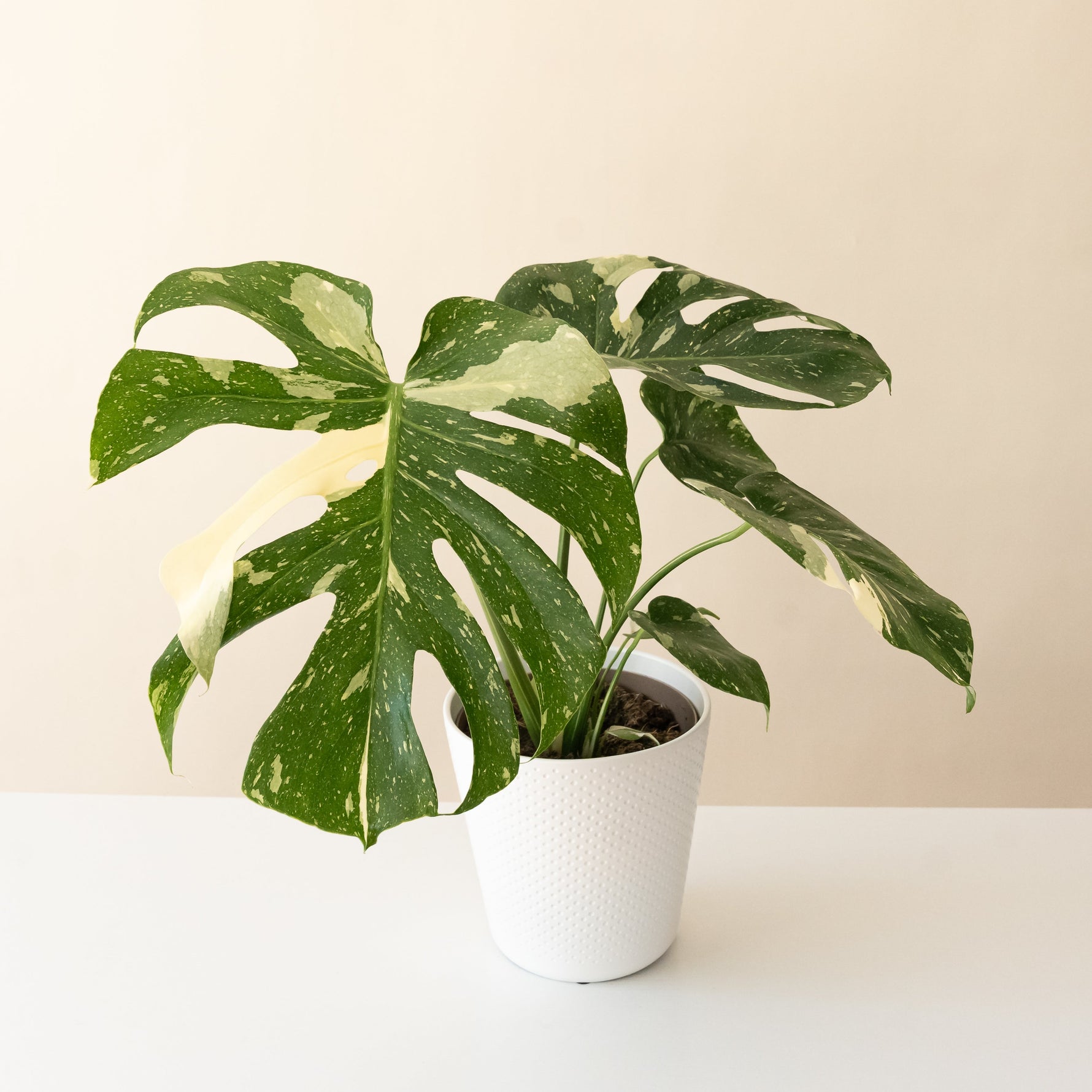 monstera plant white spots Mysteria® Spotsylvania™