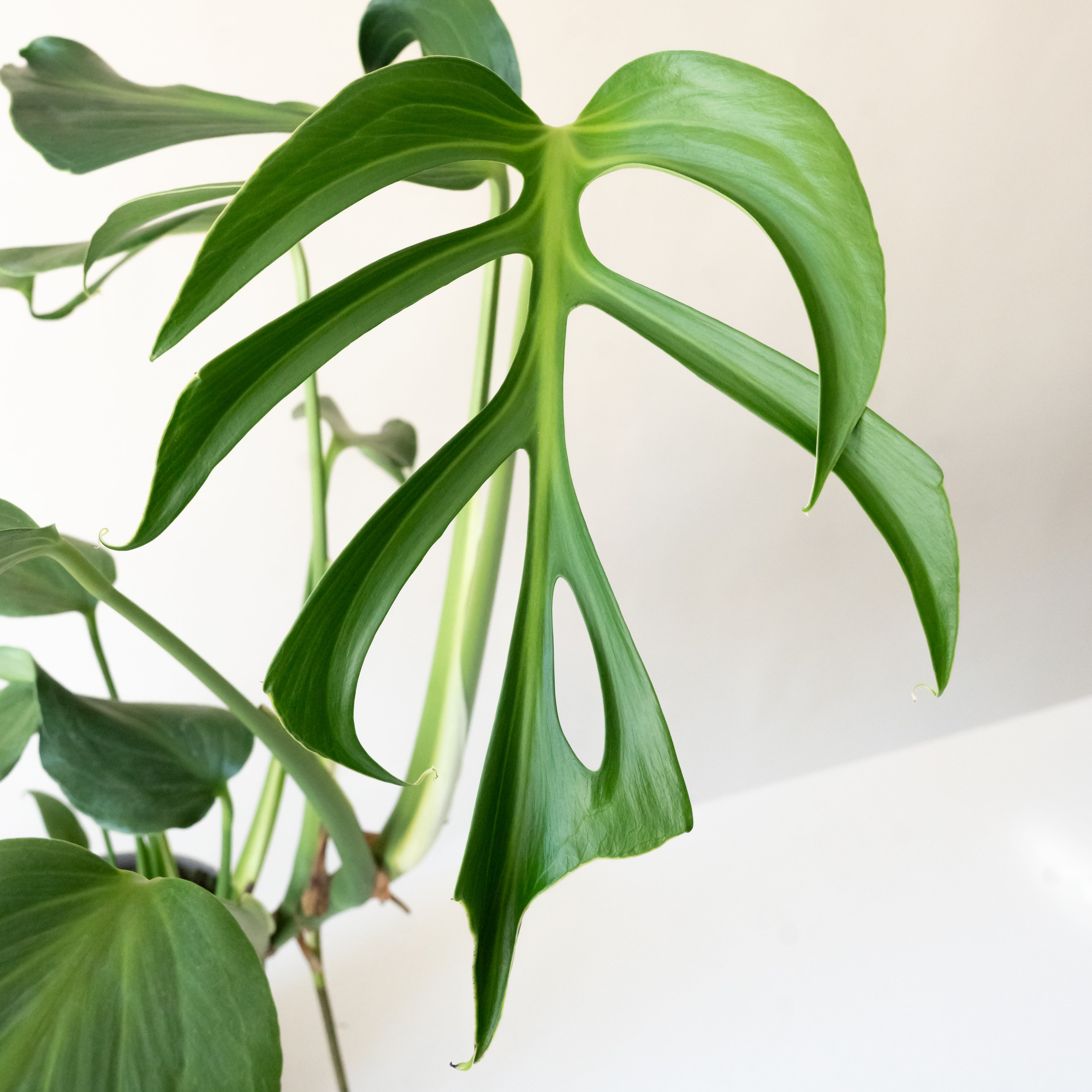 Mysteria® Burle Marx Flame | leafjoy®
