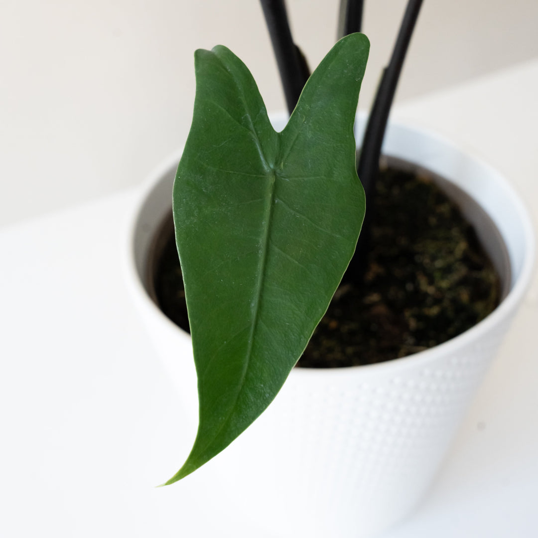 Mythic® Blackout™