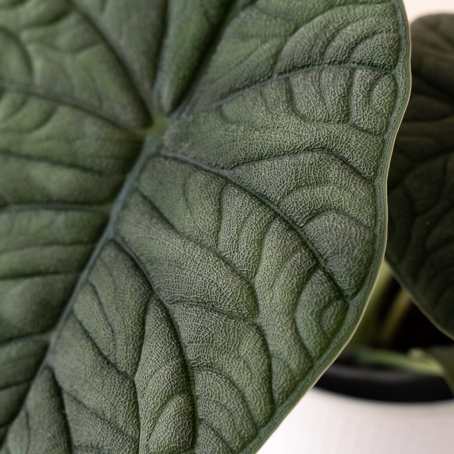 Mythic® Dragonite™