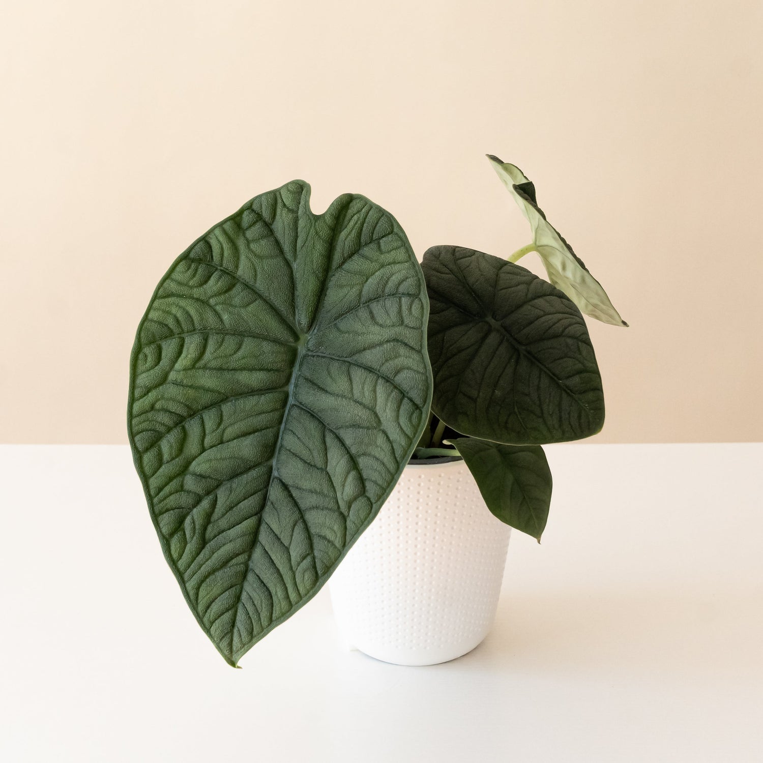 Mythic® Dragonite™