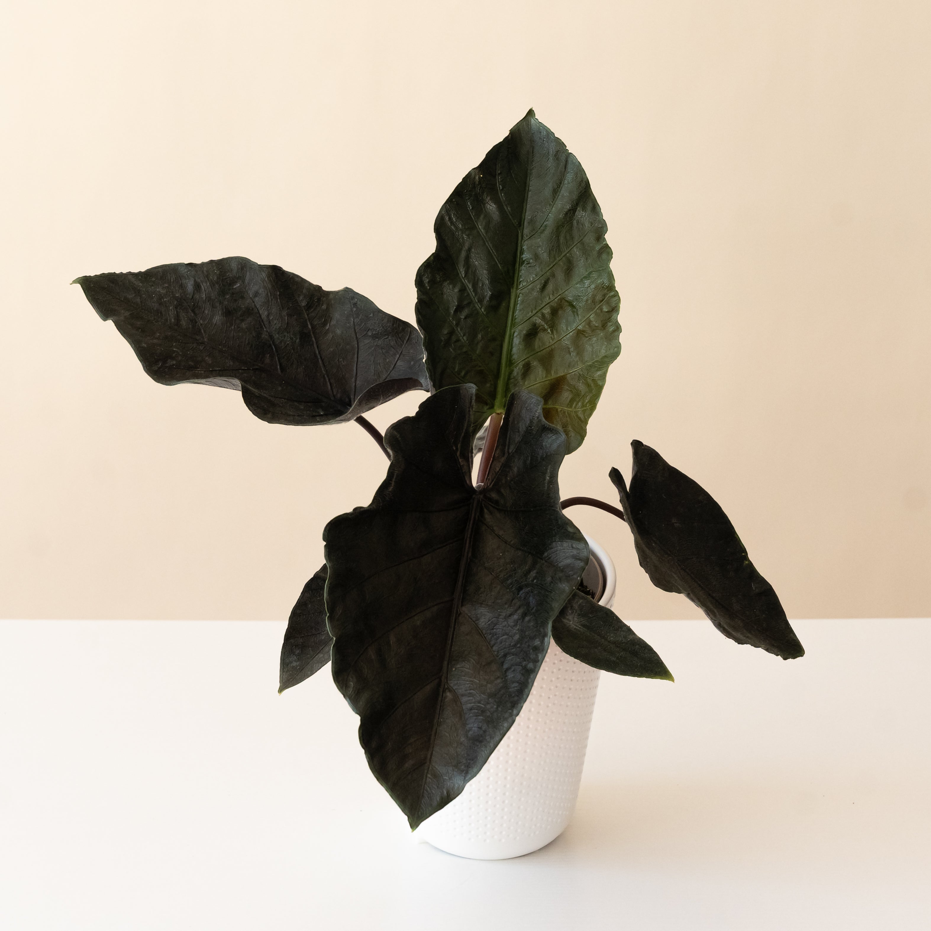 Dark Green Leaves – leafjoy®