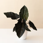 New Vogue Feeling Moody plant in a decorative pot with lush green leaves.